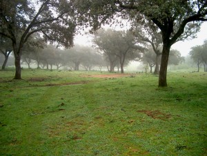 finca3