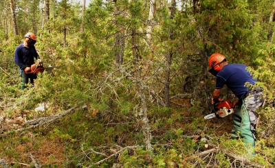 Luis Cejudo - Asesoramiento forestal