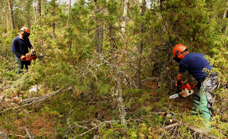 Luis Cejudo - Asesoramiento forestal