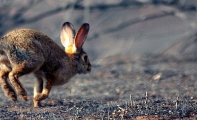 caza del conejo