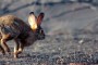 Comienza el período hábil para la caza del conejo en Andalucía