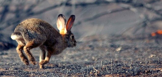 caza del conejo