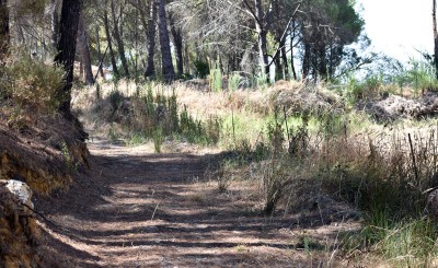 Plan de Infraestructuras forestales