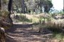 La Junta invertirá 37 millones en el Plan de Infraestructuras Forestales 2015