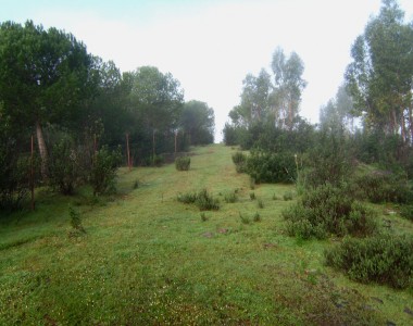 Finca rústica con eucalipto