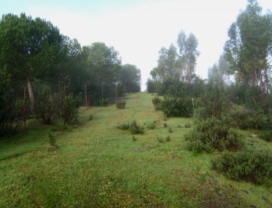 Finca rústica con eucalipto