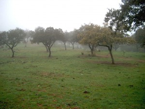 finca4_3